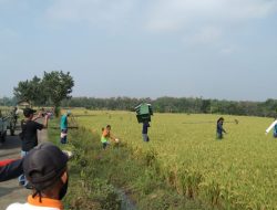 Babinsa Sambeng Gagas Rumah Burung Hantu Atasi Hama Tikus