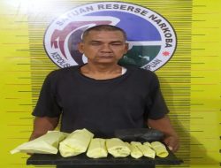 350 Gram Ganja Kering Berhasil Disita Satnarkoba Polres Padangsidimpuan