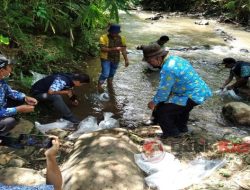 Luar Biasa Kepedulian Pemdes Desa Batu Kalung Lepas Ikan Nila dan Ikan Putih