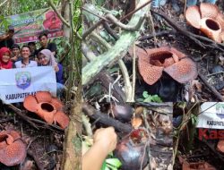 Bunga Rafflesia, Baru Mekar