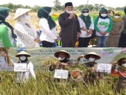 Wabup Rouf Panen Raya Bareng Petani Binaan Pertani HKTI