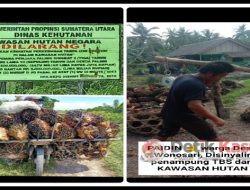 Mulai Terkuak Kelompok Oknum Menguasai Kawasan Hutan Labuhanbatu