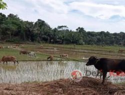 Perda Kurang Maksimal, Petani Merasa Resah