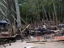 Hutan Mangrove Belo Laut Dilindungi Dunia, Dijarah dan Dirusak Penambang