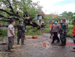 Anggota Koramil 0812/05 Kembangbahu Bersihkan Pohon Tumbang Pasca Hujan Deras