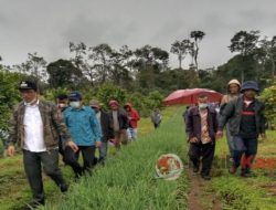 Bupati Dosmar Banjarnahor Tinjau Lahan Pertanian Bawang Merah Masyarakat