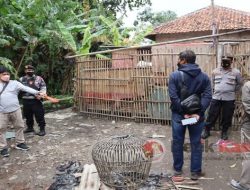 Polisi Temukan Judi Sabung Ayam di Cirebon