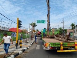 Pemkab Bojonegoro Ganti Pohon Rusak di Sepanjang Jalan Panglima Sudirman