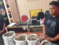 Direktorat Reskrimsus Polda Sumut Amankan 150 Kg Sisik Trenggiling