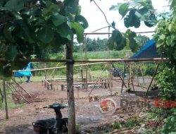 Dilaporkan Ketua Umum LSM Gmicak “Kalangan 303 Sabung Ayam di Banyuwangi Tutup”