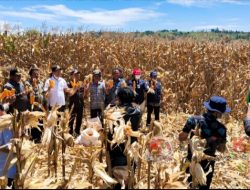 Bupati Humbahas Panen Raya bersama Warga yang 80% Beralih Tanam Jagung di Desa Hutasoit I dan II