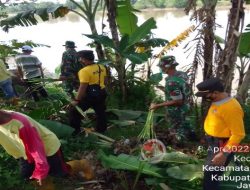 Forkopimka Widang Tanam Rumput Vetiver di Tanggul Kedungharjo