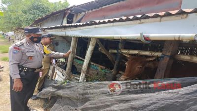 Polres Lamongan Gerakkan 303 Bhabinkamtibmas Cegah Penularan PMK