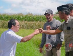 Bupati Humbahas Ikut Panen Jagung bersama Poktan Martabe dan Tunas Baru