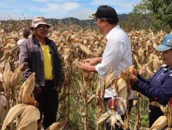 Bupati Humbang Hasundutan Dosmar Banjarnahor SE Panen Jagung bersama Petani Desa Siborboron