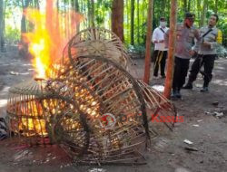 Sabung Ayam di Banyuwangi di Obrak Abrik Polisi