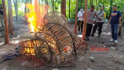 Sabung Ayam di Banyuwangi di Obrak Abrik Polisi