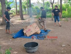 Kalangan 303 Jenis Sabung Ayam di Bakar Polisi.