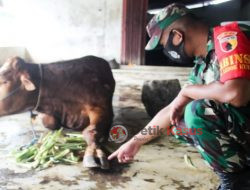 Jelang Idul Adha, Petugas Gabungan di Bojonegoro Terus Bergerak Periksa Kesehatan Hewan Ternak