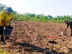 Babinsa Kodim Bojonegoro Lakukan Perawatan Tanaman