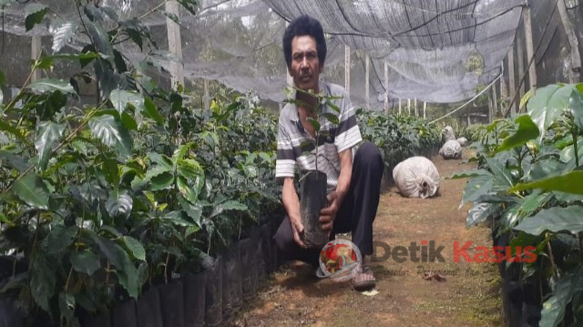 Marlon Sianturi Petani Kopi di Kecamatan Paranginan. (Foto: Evendy)