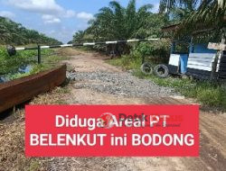 Kantor PT Belunkut Tidak Ada, Punya HGU No.I Tahun 1992 Luas Areal 1900.HA