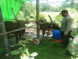 Kanit Binmas Polsek Sintang Kota Lakukan Pemantauan Hewan Ternak