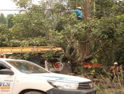 Tingkatkan Keandalan Pasokan Listrik, PLN UP3 Ketapang Rutin Lakukan Perawatan Jaringan Listrik