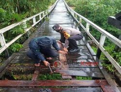 Bhabinkamtibmas Polsek Kota Baru, Pol PP, Perangkat Desa Batu Begigi dan Warga Gotong Royong Perbaiki Lantai Jembatan Gantung