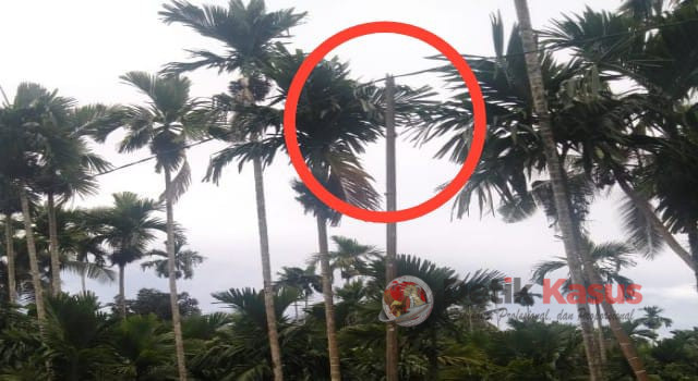 Tiang listrik masih menggunakan bambu (lingkaran merah) di Desa Bramitam Raya, lingkungan RT 04 Parit Antara, Tanjab Barat Jambi, Selasa (20/9/2022). (Foto: Ben)