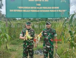 Tim Asnis Pusterad Tinjau Tanaman Jagung di Lahan Demplot Kodim 1206/PSB