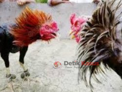 303 Perjudian Jenis Sabung Ayam Dekat Jelun Wonorejo, Kecamatan Banyu Putih, Kabupaten Situbondo