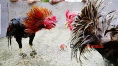 303 Perjudian Jenis Sabung Ayam Dekat Jelun Wonorejo, Kecamatan Banyu Putih, Kabupaten Situbondo