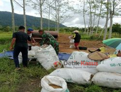 Babinsa Perigi Limus Tingkatkan Swasembada Pangan di Desa Binaannya