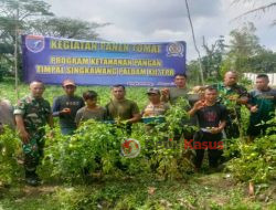 Manfaatkan Lahan Kosong, Tim Peralatan Singkawang Panen Tomat