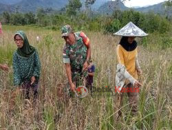 Wujudkan Ketahanan Pangan Babinsa Ramil 1206-08/Bunut Hilir, Panen Perdana