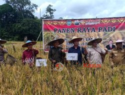 Sinergitas Bhabinkamtibmas dan Babinsa, Menghadiri Panen Raya Poktan Sumber Harapan Desa Serimbu