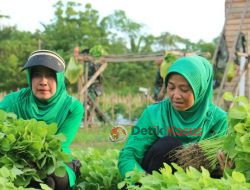 Wujudkan Ketahanan Pangan, Dandim 1206/Psb dan Persit Panen Sawi dan Bayam