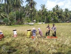 Kanit Binmas Polsek Gandapura Bersama Bhabinsa Bantu Petani Panen Padi