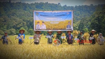 Bupati Aron laksanakan Panen Raya Padi Umur Genjah di Desa Semabi Sekadau