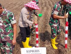 Kapolsek Simpang Kiri Wakili Kapolres Hadiri Penanaman Jagung IM