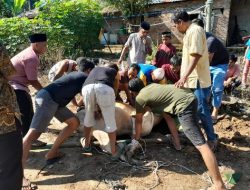 Panitia Qurban Masjid AL-IKHLAS JL.Besar Sukadame Laksanakan 3 Ekor Sapi