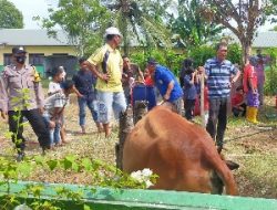 Bhabinkamtibmas Polsek Kuala Simpang Laksanakan Giat Mantau Pelaksanaan Pemotongan Hewan Qurban