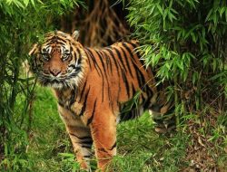 Harimau Sumatera Serang Warga Lampung Barat, Kejaksaan Soroti Potensi Pidana Lingkungan