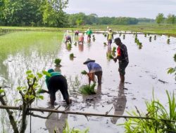 Dukung Hanpangan, Babinsa Koramil Purwosari Bojonegoro bantu Petani Tanam Padi