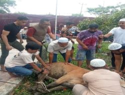 Berbagi Kebahagiaan di Hari Idul Adha, Dinas Perkim Melaksanakan Qurban 3 Ekor Sapi