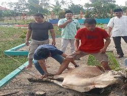 Qurban 1 Ekor Sapi, Encep: Murni Hasil Gotong Royong Pegawai Inspektorat