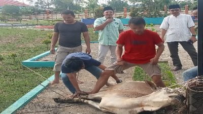 Qurban 1 Ekor Sapi, Encep: Murni Hasil Gotong Royong Pegawai Inspektorat