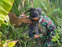 Cegah Penularan Virus Hewan, Tim Kesehatan Sat-Gas Yonif 122/TS, Berikan Pengobatan Kepada Hewan Ternak Warga