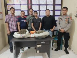 Polres Lhokseumawe Ungkap Kasus Ganja, Dua Tersangka Di Tangkap Dan Dua Lokasi Lahan Ganja Di Musnahkan